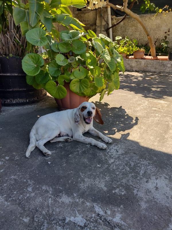 Ciao A Tutti Da Bianca (Splendido Setter Inglese Di 4 Anni (Catania)